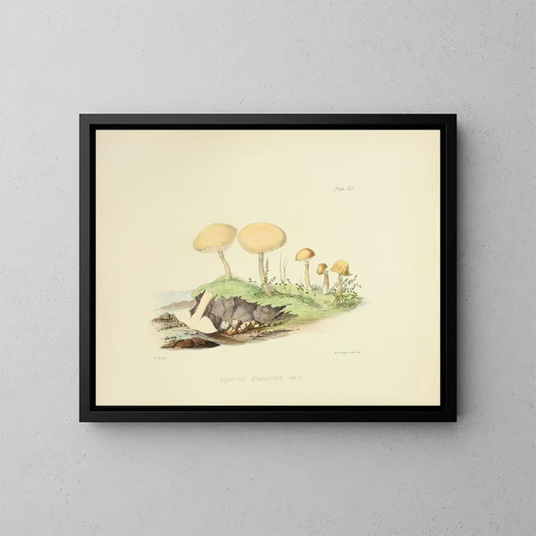 den britiske mykologibog Illustrations de la mycologie britannique Pl45 - Anna Maria Hussey — indrammet kunstværk på væggen