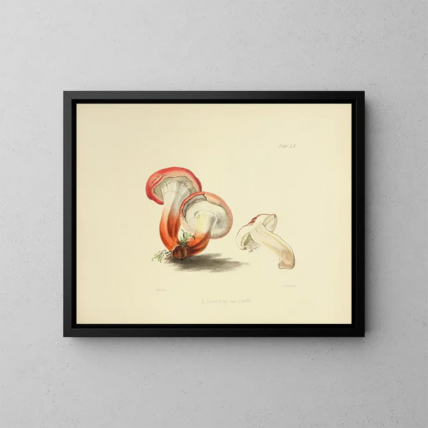 Illustrationer af den britiske mykologi Pl60 - Anna Maria Hussey — indrammet kunstværk på væggen