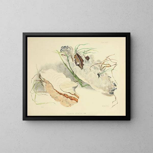 Illustrations de la mycologie britannique Pl64 - Anna Maria Hussey — indrammet kunstværk på væggen
