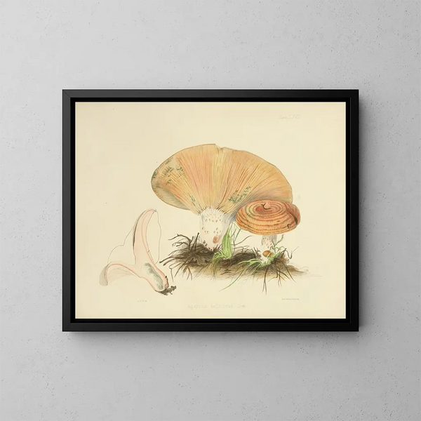 Illustrations de mycologie britannique Pl67 - Anna Maria Hussey — indrammet kunstværk på væggen