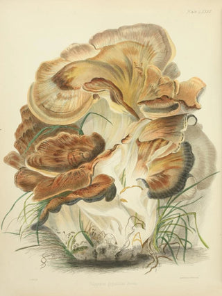 Anna Maria Hussey - Illustrations of British mycology Pl82.webp