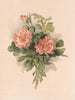 Roses blush - Annie Nowell — visning af kunstværket