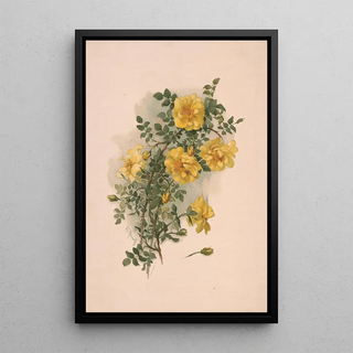 Annie Nowell - Yellow Scotch roses.webp