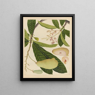 Anonymous - Album of Chinese watercolors of Asian fruits Pl16.webp