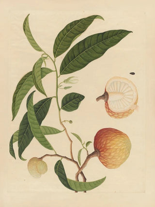Anonymous - Album of Chinese watercolors of Asian fruits Pl19.webp