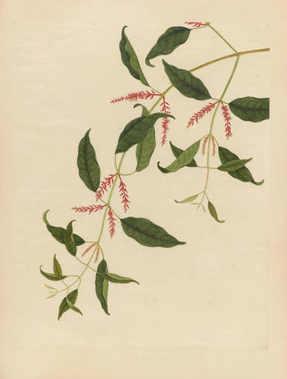 Anonymous - Album of Chinese watercolors of Asian fruits Pl21.webp