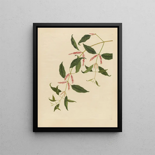 Anonymous - Album of Chinese watercolors of Asian fruits Pl21.webp