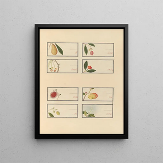 Anonymous - Album of Chinese watercolors of Asian fruits Pl25.webp