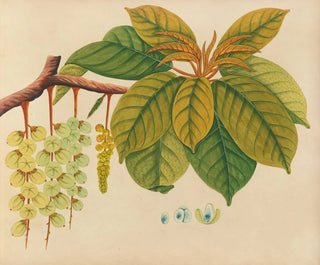 Anonymous - Album of watercolors of Asian fruits and flowers Pl03.webp