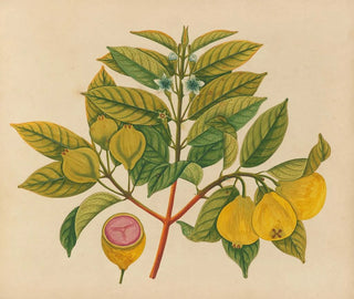 Anonymous - Album of watercolors of Asian fruits and flowers Pl14.webp