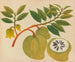 Album af akvareller af asiatiske frugt- og blomsterbilleder Pl20 - Anonym — visning af kunstværket