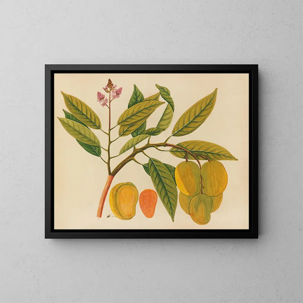 Album af akvareller af asiatiske frugt- og blomstermotiver Pl21 - Anonym — indrammet kunstværk på væggen