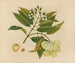 Planche 26 ”Jumbol” — album med asiatiske frugter og blomster — blomstrende gren, lyse frugter, tværsnit og frø