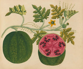 Anonymous - Album of watercolors of Asian fruits and flowers Pl29.webp