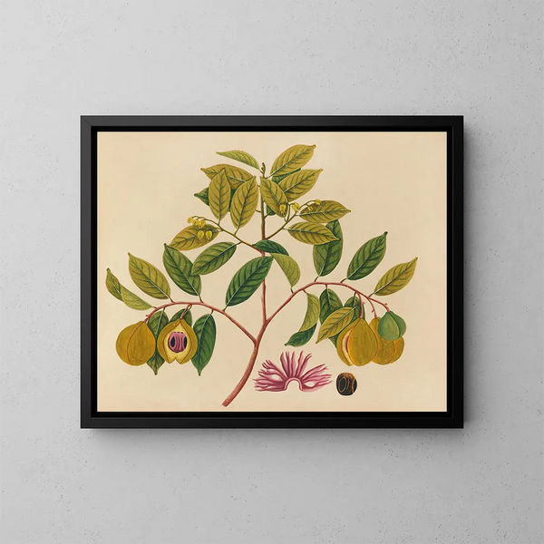Album af akvareller af asiatiske frugt- og blomstermotiver Pl35 - Anonym — indrammet kunstværk på væggen
