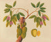 Album af asiatiske frugt- og blomsterakvareller Pl38 - Anonym — visning af kunstværket