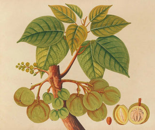 Anonymous - Album of watercolors of Asian fruits and flowers Pl39.webp