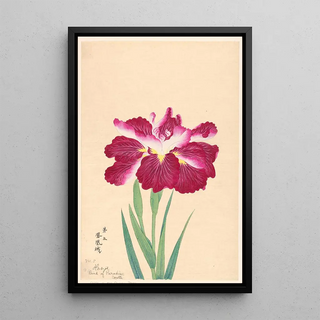 Anonymous - Bird of Paradise Castle Hoojo.webp