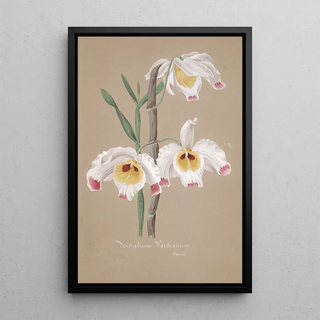 Anonymous - Collection dorchidees Pl01.webp