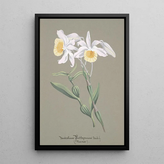 Anonymous - Collection dorchidees Pl04.webp