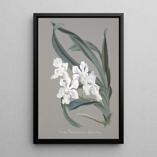 Anonymous - Collection dorchidees Pl10.webp