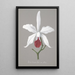 Reproduktion af maleriet Collection d'orchidées Pl13 - Anonym
