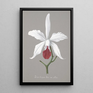 Anonymous - Collection dorchidees Pl13.webp