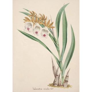 Anonymous - Collection dorchidees Pl18.webp