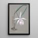 Reproduktion af maleriet Collection d'orchidées Pl21 - Anonym