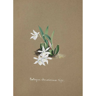 Anonymous - Collection dorchidees Pl30.webp