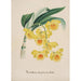 Reproduktion af maleriet Collection d'orchidées Pl32 - Anonyme