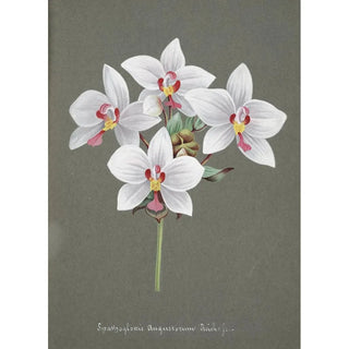 Anonymous - Collection dorchidees Pl34.webp