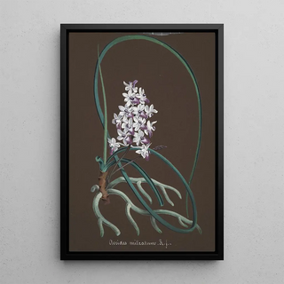 Anonymous - Collection dorchidees Pl37.webp