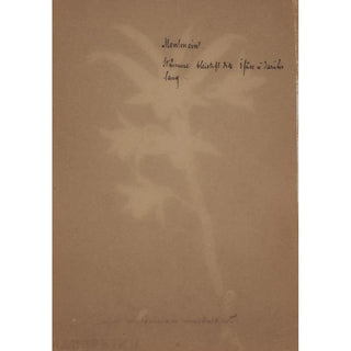 Anonymous - Collection dorchidees Pl45.webp