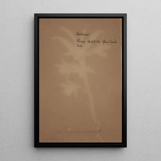 Anonymous - Collection dorchidees Pl45.webp