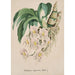 Collection d'orchidées Pl49 - Anonyme — visning af kunstværket