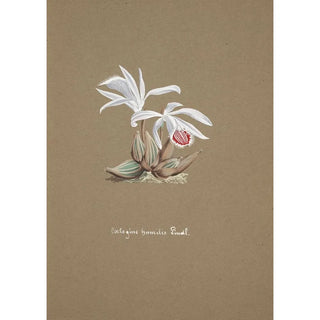 Anonymous - Collection dorchidees Pl53.webp