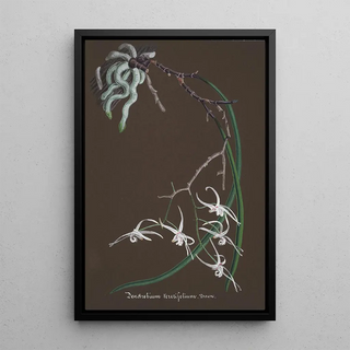 Anonymous - Collection dorchidees Pl55.webp