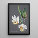 Reproduktion af maleriet Collection d'orchidées Pl59 - Anonym