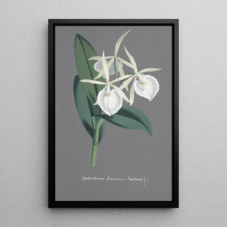 Anonymous - Collection dorchidees Pl74.webp