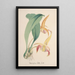 Collection d'orchidées Pl77 - Anonym — indrammet kunstværk på væggen