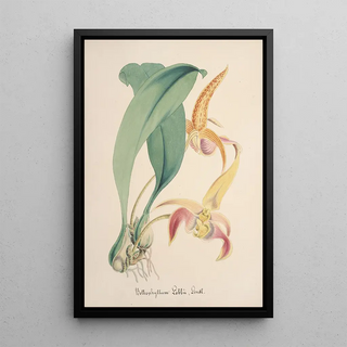 Anonymous - Collection dorchidees Pl77.webp