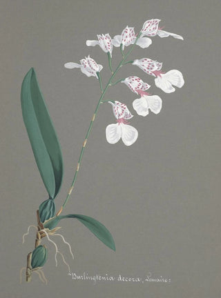 Anonymous - Collection dorchidees Pl79.webp