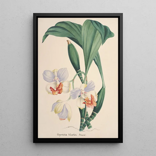 Anonymous - Collection dorchidees Pl88.webp