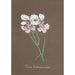 Orchideer Collection Pl92 - Anonym — visning af kunstværket