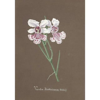 Anonymous - Collection dorchidees Pl92.webp