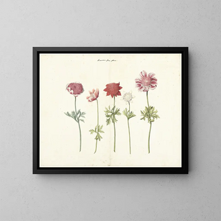Anonymous - Five Studies of Anemones.webp