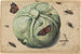 Tête de chou avec insectes - Anonym — visning af kunstværket