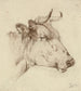 Tête de vache - Anonyme — visning af kunstværket