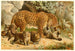 Leopards - Anonym — visning af kunstværket